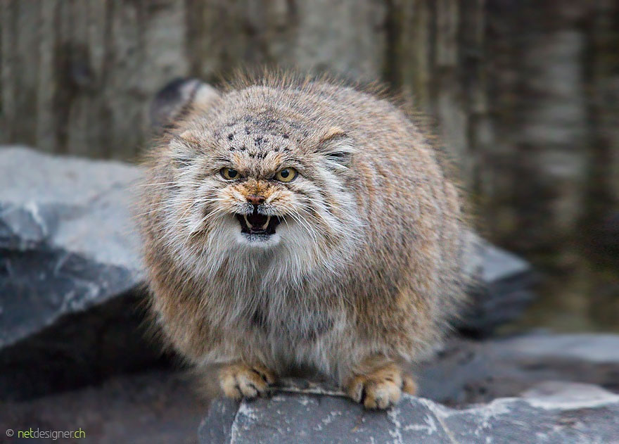 "The Unique Expressiveness of the Manul Cat: Exploring Its Fascinating Traits" - Yeudon