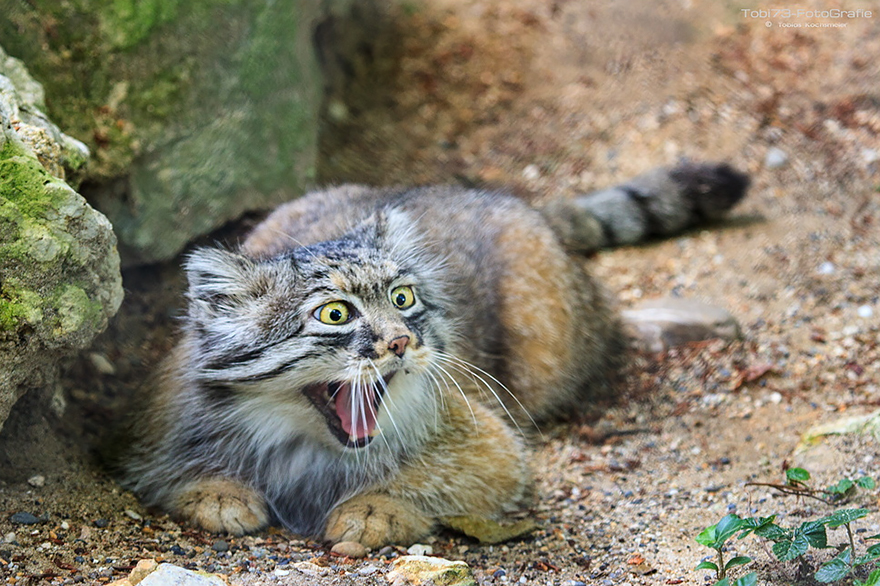 "The Unique Expressiveness of the Manul Cat: Exploring Its Fascinating Traits" - Yeudon