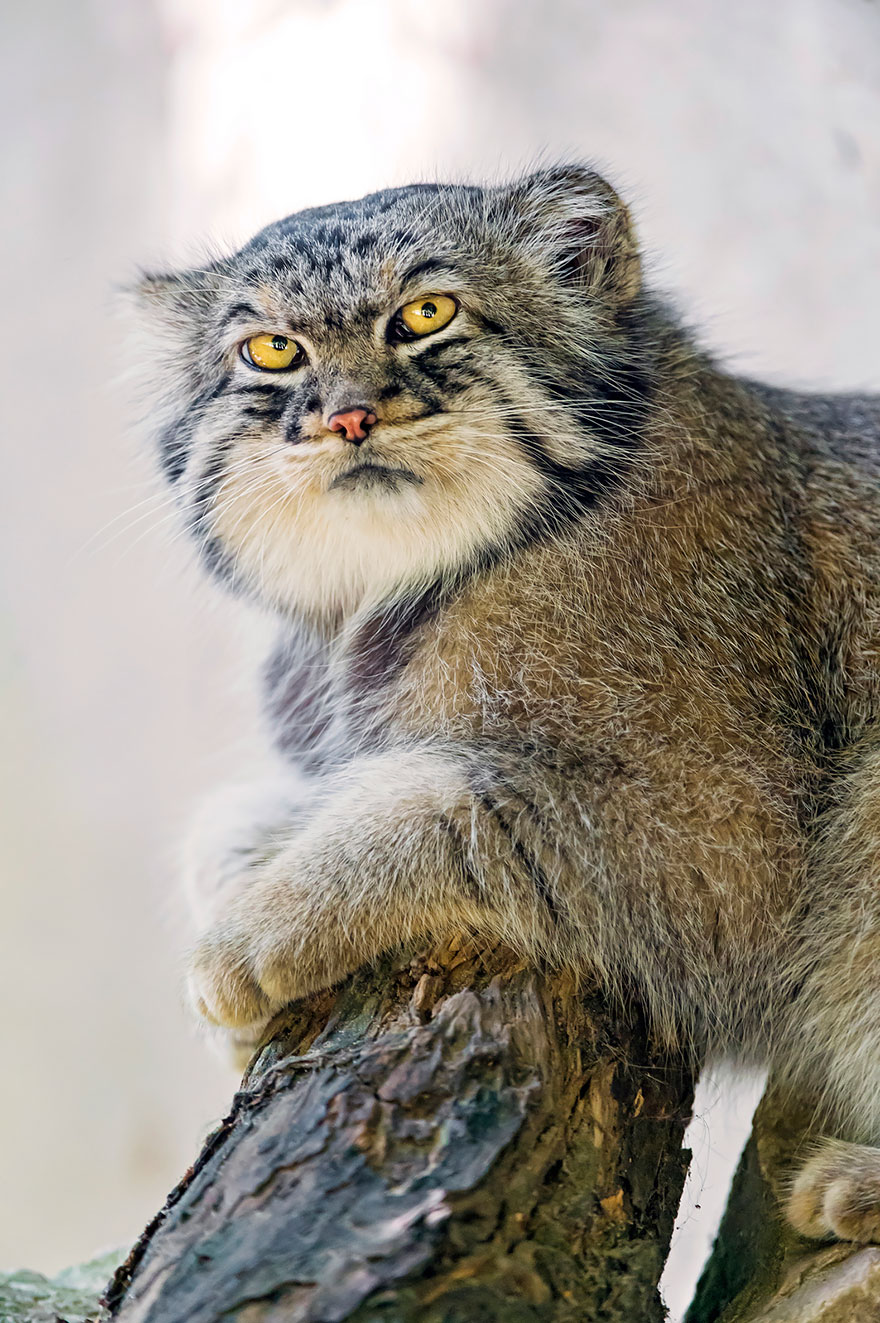 "The Unique Expressiveness of the Manul Cat: Exploring Its Fascinating Traits" - Yeudon