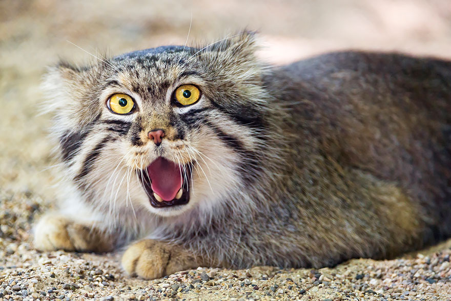 "The Unique Expressiveness of the Manul Cat: Exploring Its Fascinating Traits" - Yeudon