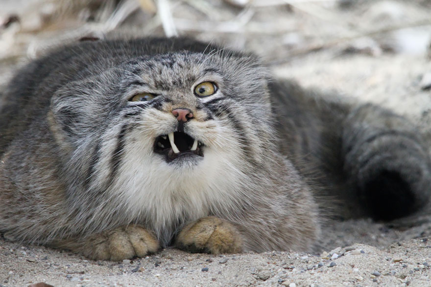 "The Unique Expressiveness of the Manul Cat: Exploring Its Fascinating Traits" - Yeudon