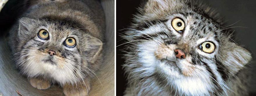 "The Unique Expressiveness of the Manul Cat: Exploring Its Fascinating Traits" - Yeudon