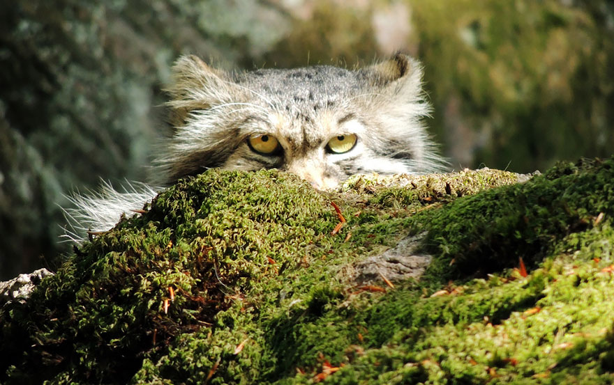 "The Unique Expressiveness of the Manul Cat: Exploring Its Fascinating Traits" - Yeudon