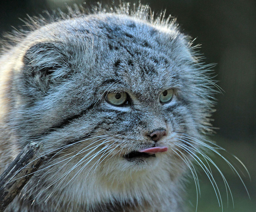 "The Unique Expressiveness of the Manul Cat: Exploring Its Fascinating Traits" - Yeudon