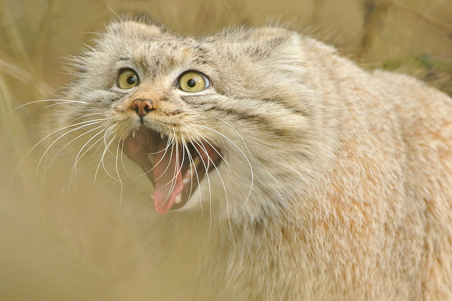 "The Unique Expressiveness of the Manul Cat: Exploring Its Fascinating Traits" - Yeudon