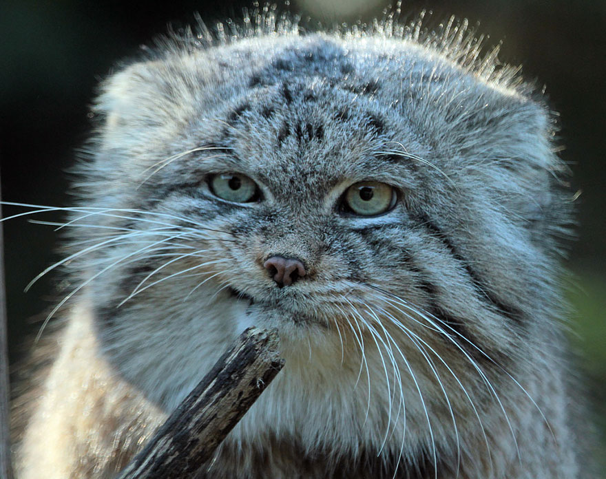 "The Unique Expressiveness of the Manul Cat: Exploring Its Fascinating Traits" - Yeudon