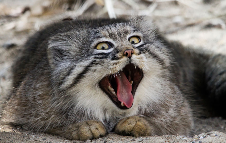 "The Unique Expressiveness of the Manul Cat: Exploring Its Fascinating Traits" - Yeudon