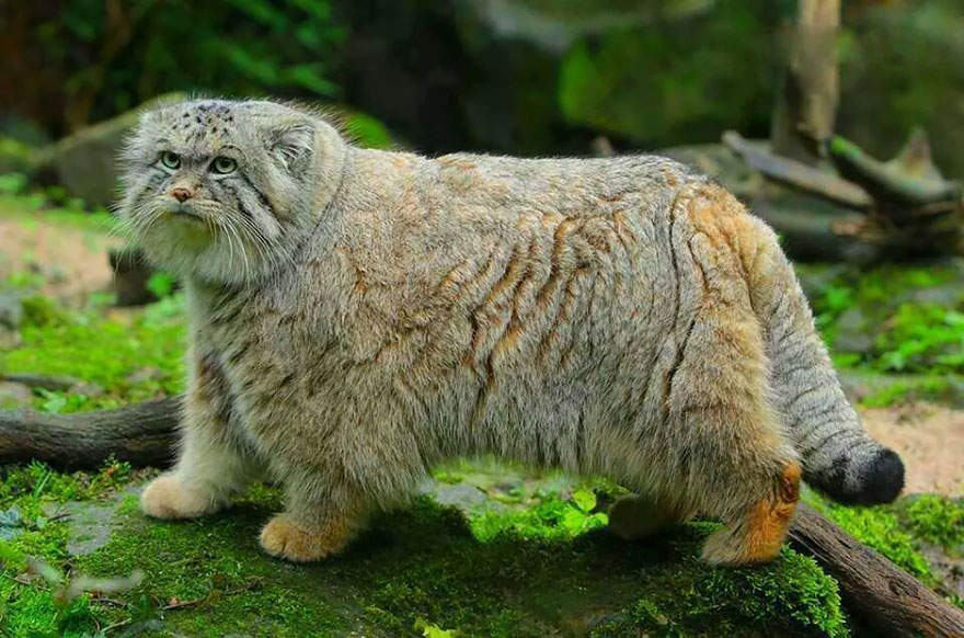 "The Unique Expressiveness of the Manul Cat: Exploring Its Fascinating Traits" - Yeudon