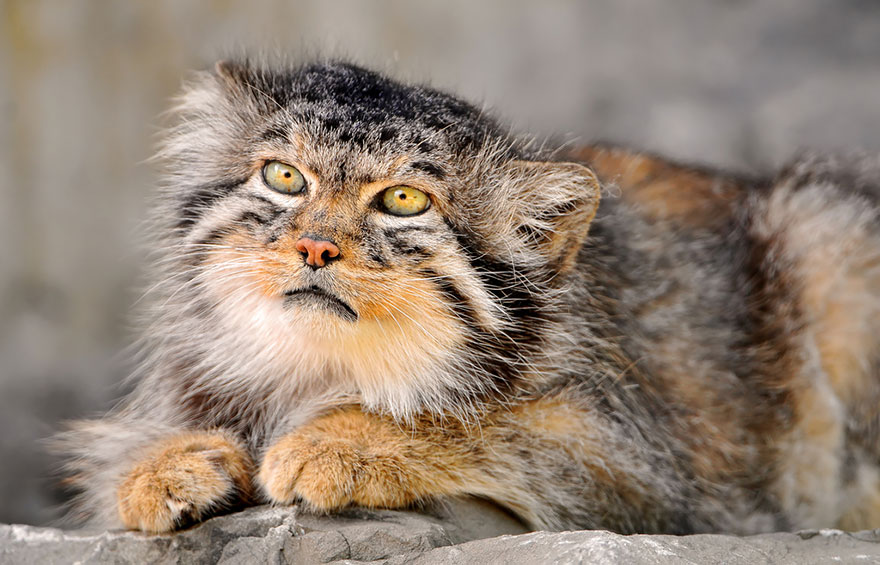 "The Unique Expressiveness of the Manul Cat: Exploring Its Fascinating Traits" - Yeudon