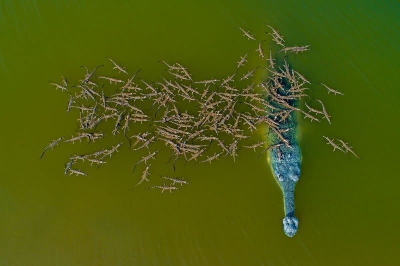 Capturing the beauty of the animal world, a heartwarming video shows a crocodile father patiently ferrying 100 of his offspring across the river