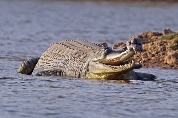 Capturing the beauty of the animal world, a heartwarming video shows a crocodile father patiently ferrying 100 of his offspring across the river