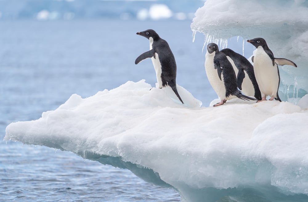 The bottom of an iceberg has beautiful colors, where is the origin - Nano Machine News