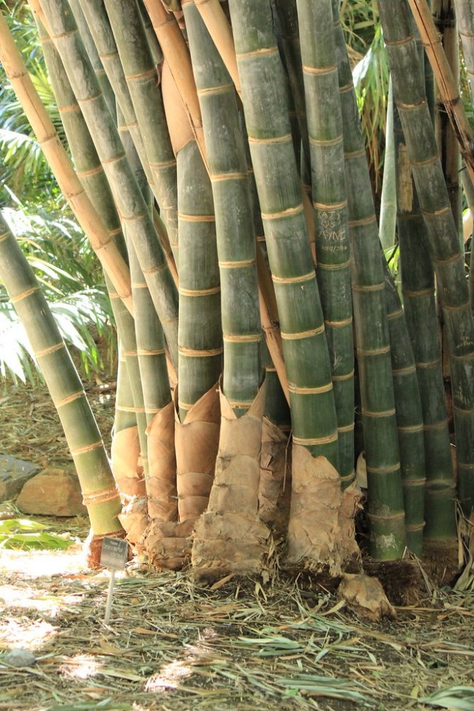 Reaching New Heights: Ghana's Towering Bamboo Giant Surpasses All Other Structures - Amazing Nature