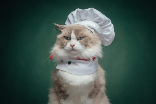 Cat becomes social media sensation by showing off his kitchen skills