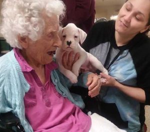 Heartwarming Sight: Nursing Home Residents Interacting with 8 Puppies Brings Pure Joy