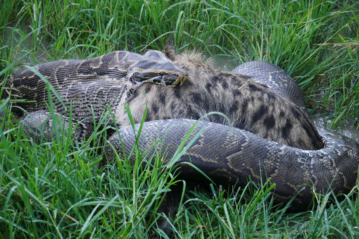 “Mind-Blowing Discovery: African Rock Pythons Can Swallow Hyenas Whole!”