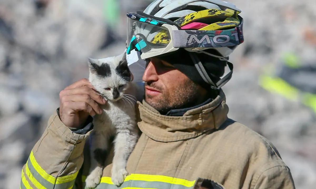 Cat Refuses To Leave Rescuers Who Saved Her From Earthquake In Turkey