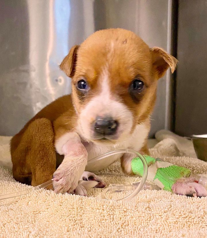 Rescuers Save Dog Momma And Her 9 Puppies That Were Abandoned In A Parking Lot