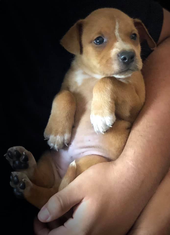 Rescuers Save Dog Momma And Her 9 Puppies That Were Abandoned In A Parking Lot