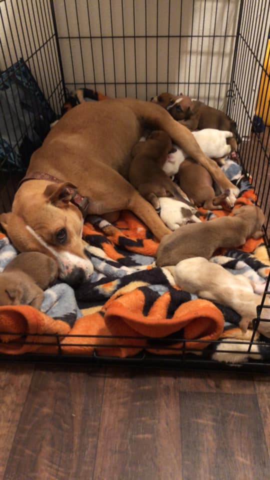 Rescuers Save Dog Momma And Her 9 Puppies That Were Abandoned In A Parking Lot