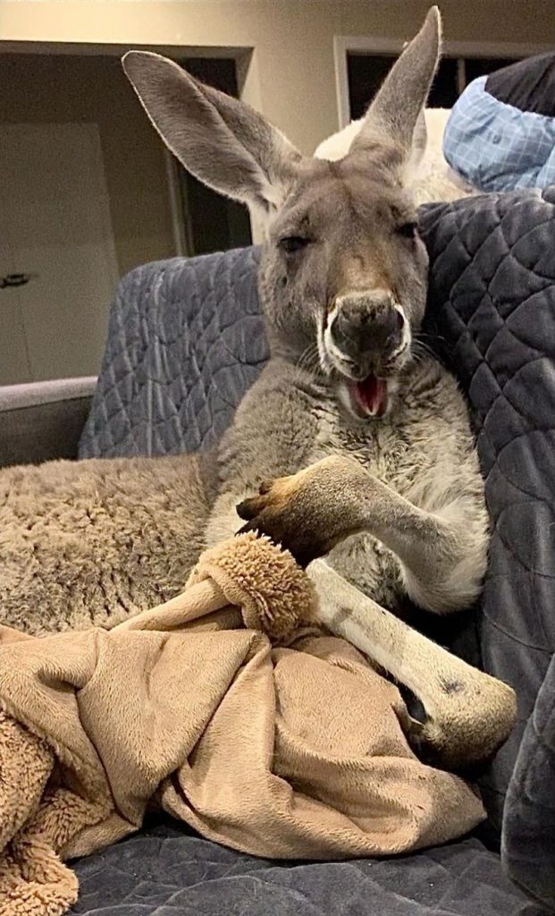 Rescued kangaroo insists on daily couch cuddles with dad