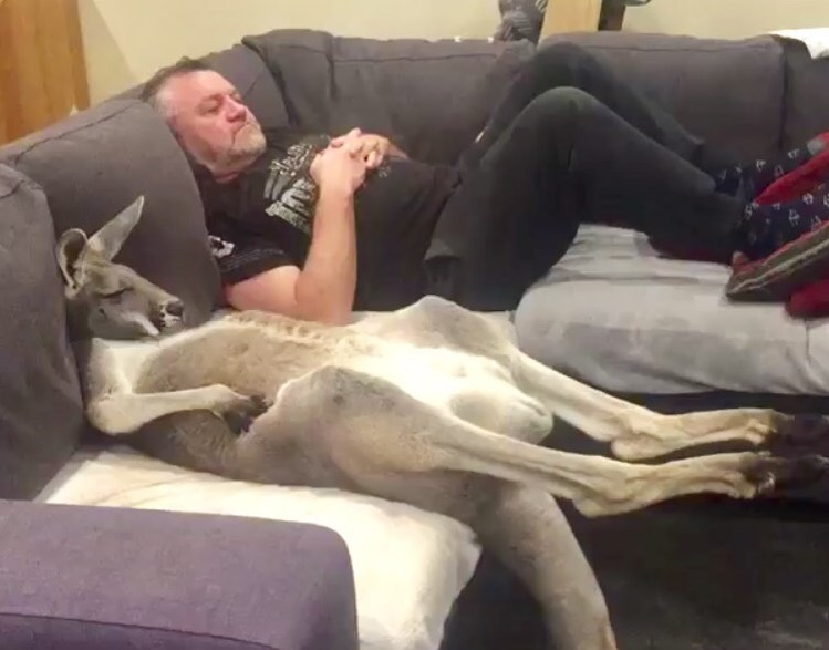 Rescued kangaroo insists on daily couch cuddles with dad