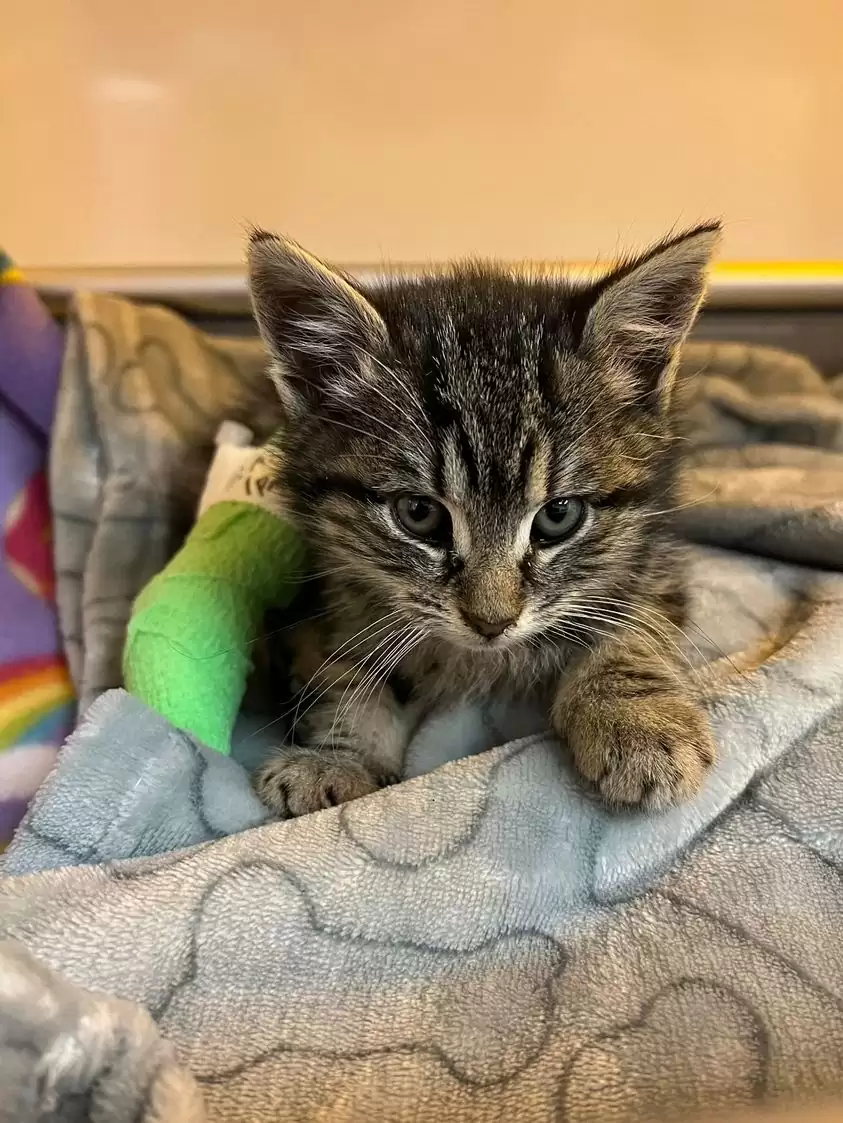 Construction Workers Find Frozen Kitten On Site Waiting For Help