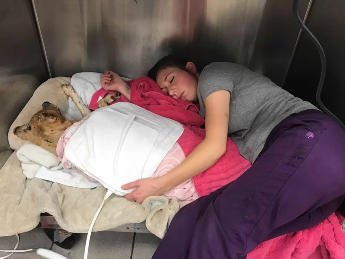 Kind Vet Crawls Into Kennel To Sleep With Dog Burned In Fire Until He Feels Safe