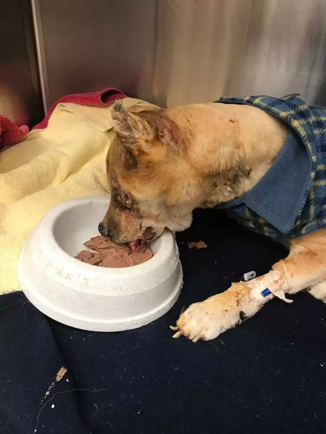 Kind Vet Crawls Into Kennel To Sleep With Dog Burned In Fire Until He Feels Safe