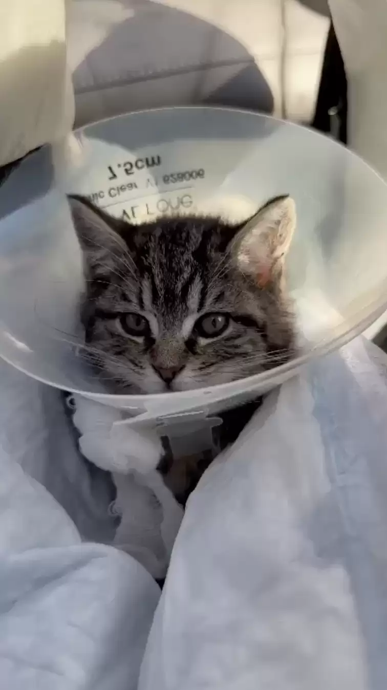 Construction Workers Find Frozen Kitten On Site Waiting For Help