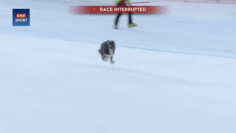 Random Dog Unexpectedly 'Wins' Downhill Skiing Race