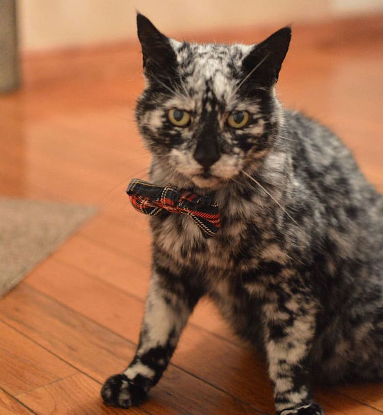 The Amazing Transformation of a 19-Year-Old Cat's Black Fur into a Marble Coat Due to Rare Skin Condition - Yeudon