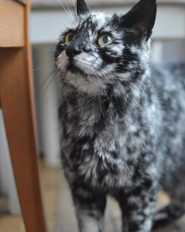 The Amazing Transformation of a 19-Year-Old Cat's Black Fur into a Marble Coat Due to Rare Skin Condition - Yeudon