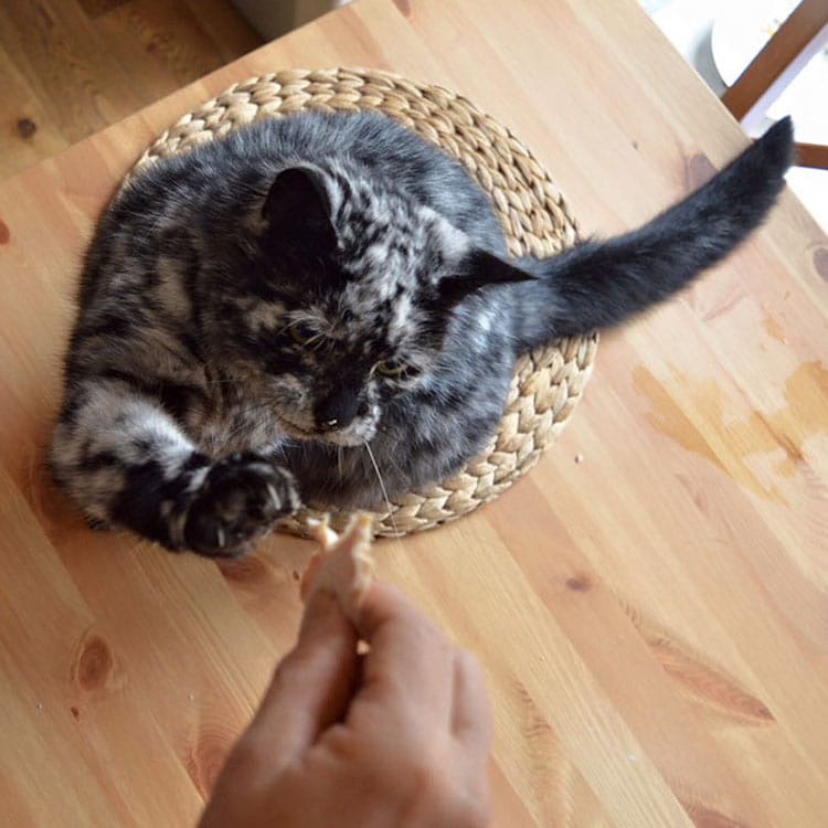 The Amazing Transformation of a 19-Year-Old Cat's Black Fur into a Marble Coat Due to Rare Skin Condition - Yeudon