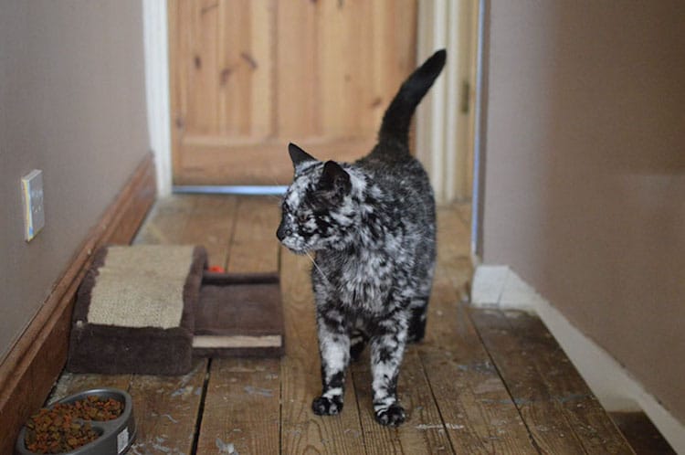 The Amazing Transformation of a 19-Year-Old Cat's Black Fur into a Marble Coat Due to Rare Skin Condition - Yeudon