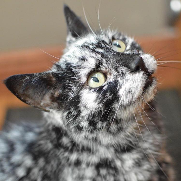 The Amazing Transformation of a 19-Year-Old Cat's Black Fur into a Marble Coat Due to Rare Skin Condition - Yeudon