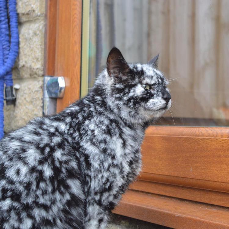 The Amazing Transformation of a 19-Year-Old Cat's Black Fur into a Marble Coat Due to Rare Skin Condition - Yeudon