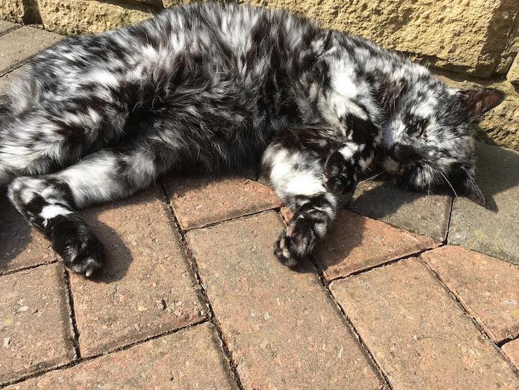 The Amazing Transformation of a 19-Year-Old Cat's Black Fur into a Marble Coat Due to Rare Skin Condition - Yeudon