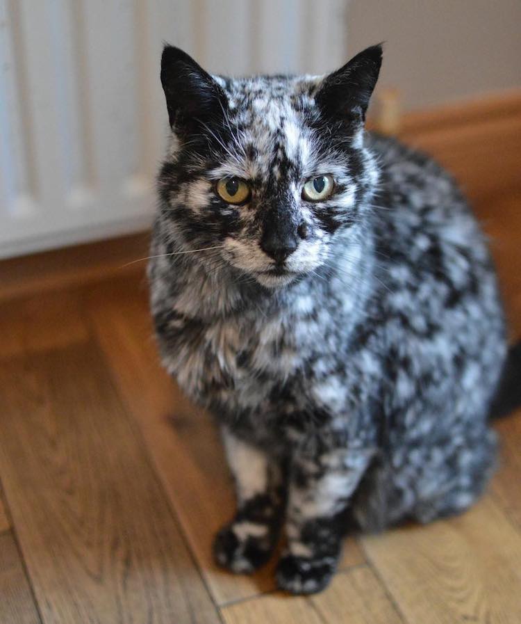 The Amazing Transformation of a 19-Year-Old Cat's Black Fur into a Marble Coat Due to Rare Skin Condition - Yeudon