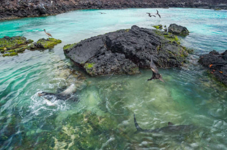 Nature’s Astonishing Hunters: Jaw-Dropping Footage of Sea Lions Displaying Unprecedented Hunting Techniques