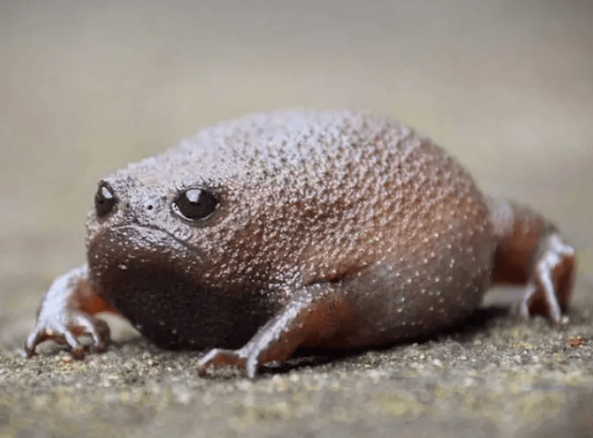 The Grumpy Yet Charming African Rain Frog: A Captivating Encounter with Nature’s Tiny Curmudgeon