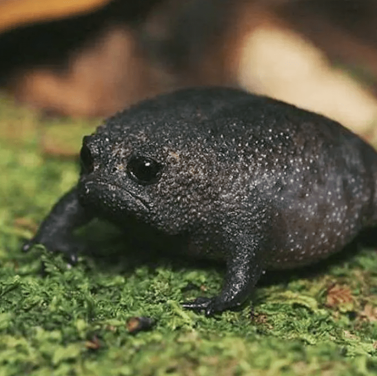 The Grumpy Yet Charming African Rain Frog: A Captivating Encounter with Nature’s Tiny Curmudgeon