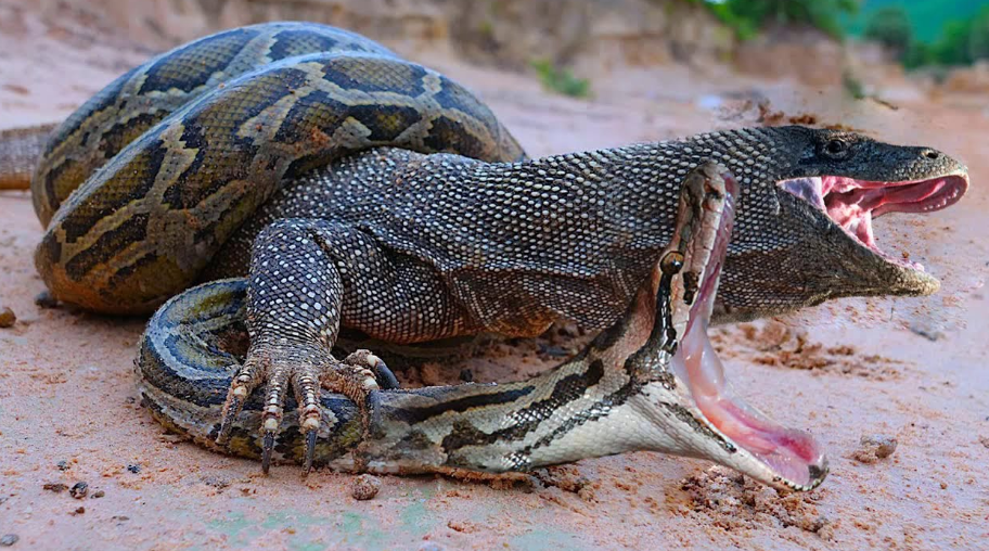 Ecological Balance in Action: Introducing Komodo Dragons to Control South American Python Populations