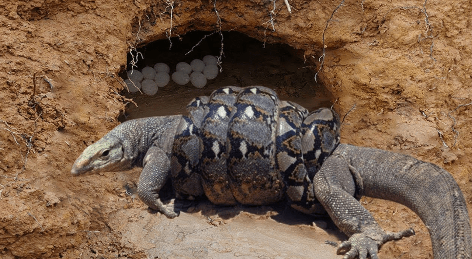 Ecological Balance in Action: Introducing Komodo Dragons to Control South American Python Populations