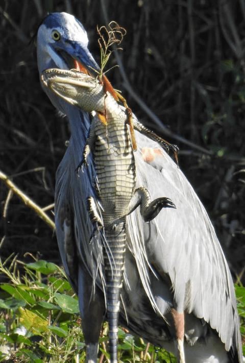 Astonishing Encounter: Massive Pelican Swiftly Engulfs Alligator in 60 Seconds, Leaves Cameraman Stunned