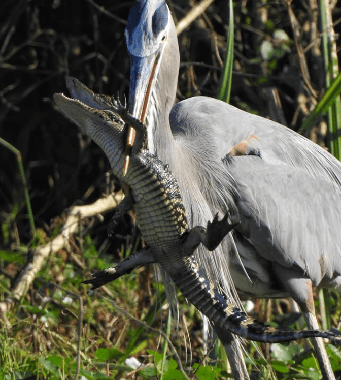 Astonishing Encounter: Massive Pelican Swiftly Engulfs Alligator in 60 Seconds, Leaves Cameraman Stunned