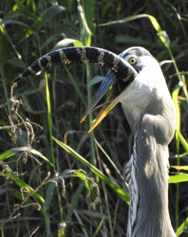 Astonishing Encounter: Massive Pelican Swiftly Engulfs Alligator in 60 Seconds, Leaves Cameraman Stunned