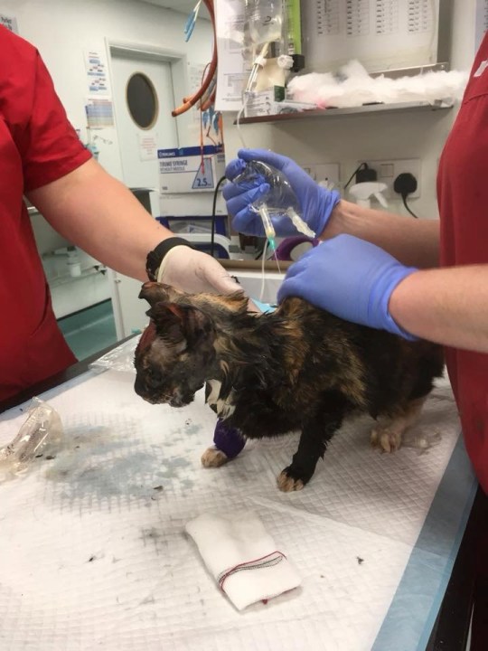 Tabby cat fighting for life after being subjected to acid attack