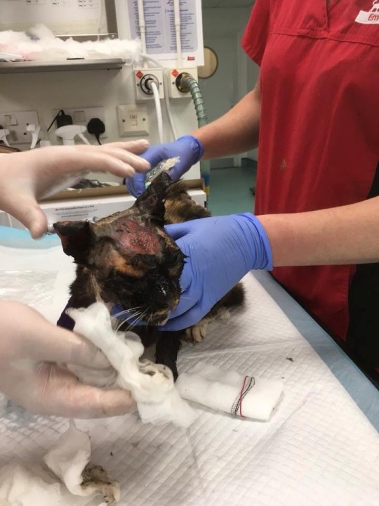 Tabby cat fighting for life after being subjected to acid attack
