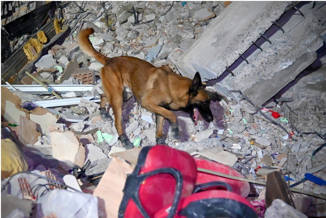 “Heroic Sniffer Dog Alerts Rescue Team, Leading to Woman’s Life-Saving Rescue After Devastating Earthquake in Turkey.”
